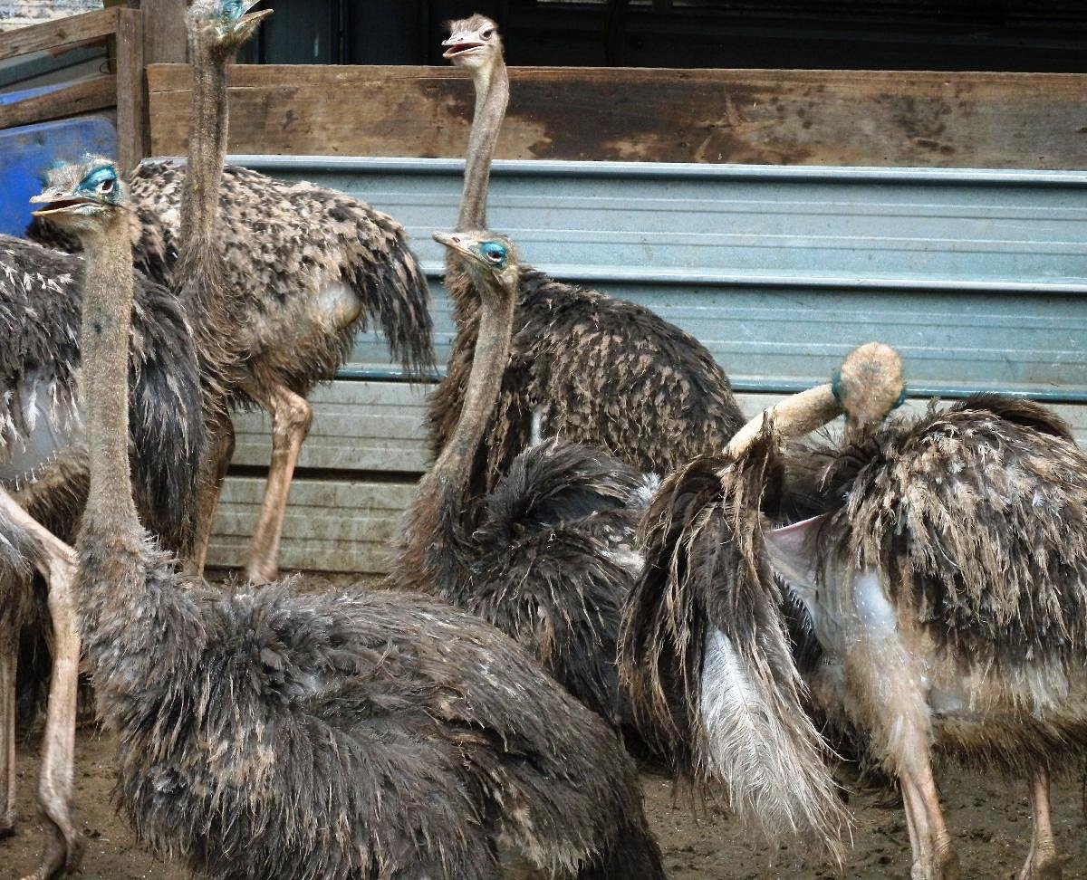 Desaru Ostrich Farm.jpg